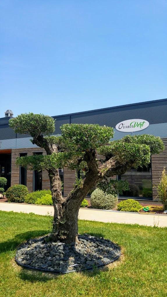🍽️ Restaurant et lieu de réception au Pouzin : découvrez O'Diable Vert pour vos mariages et événements en journée